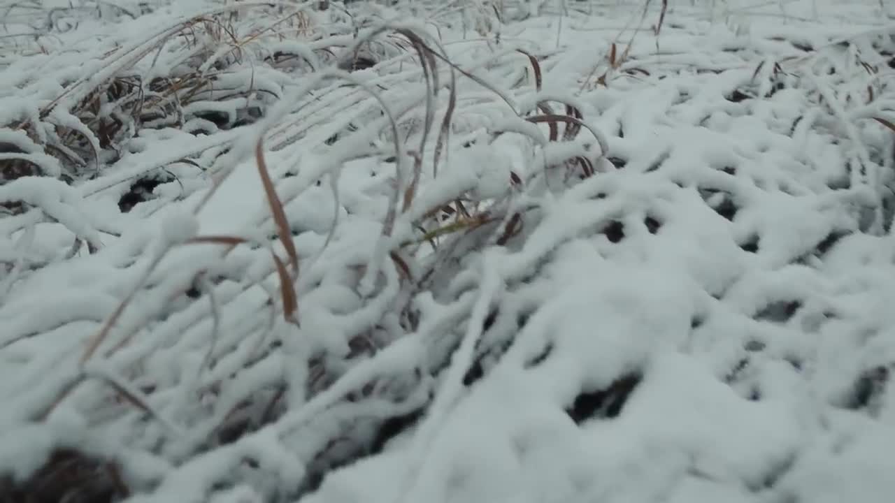 Video 1