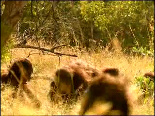 Video 1